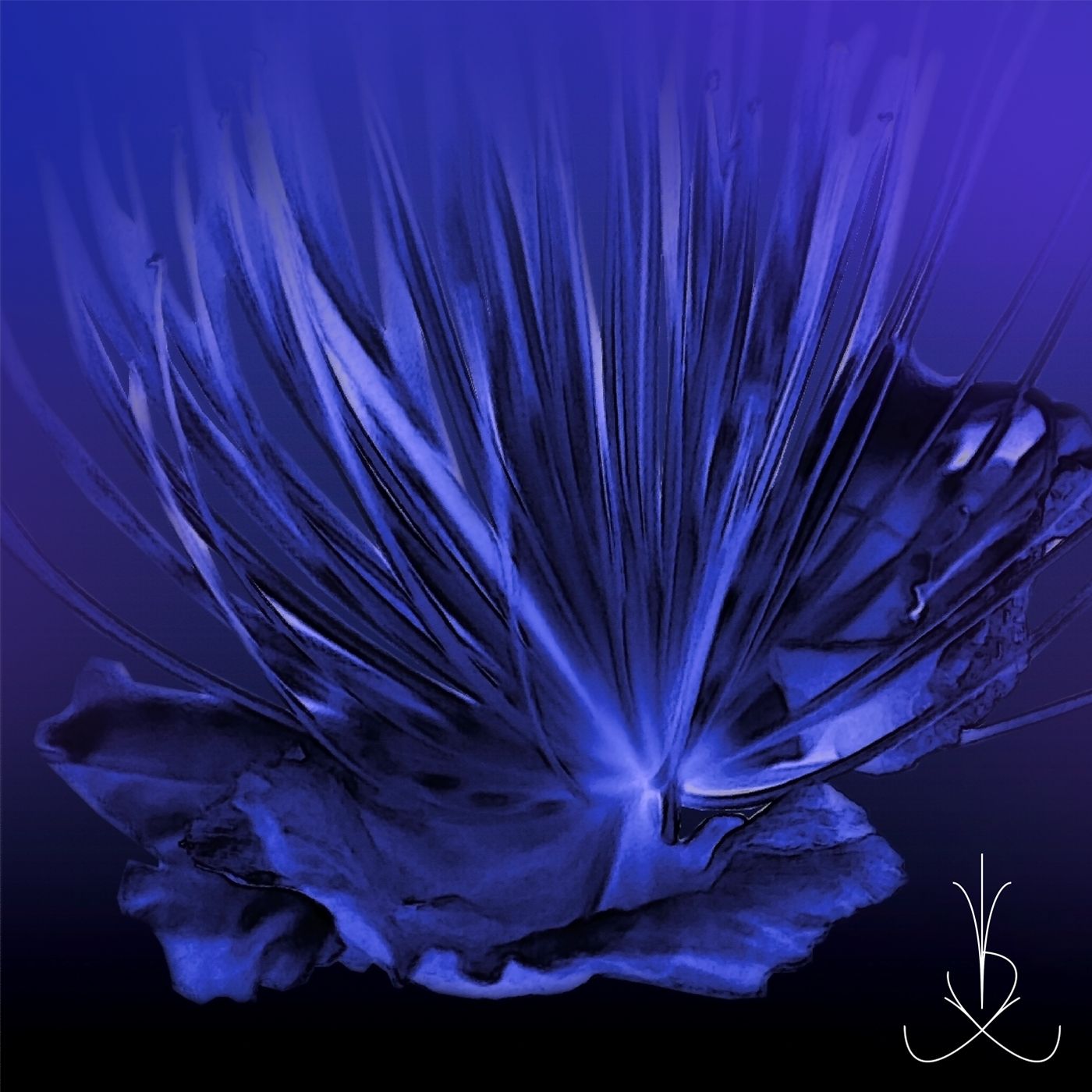 capp002.jpg